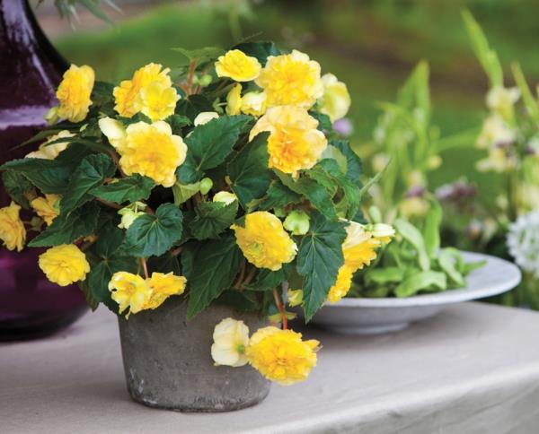 begonia hoito keltainen kukkaruukku puutarhakasvi