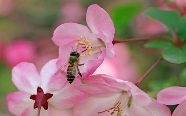 begoniat hoitavat vaaleanpunaisia ​​mehiläisiä puutarhakasveja