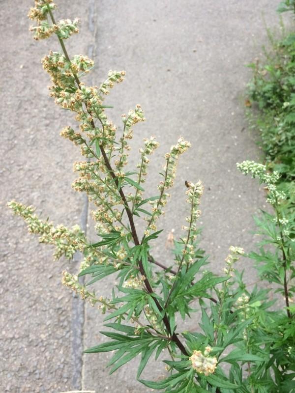 mugwort artemisia vulgaris