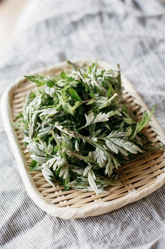 Mugwort valmis ruoanlaittoon