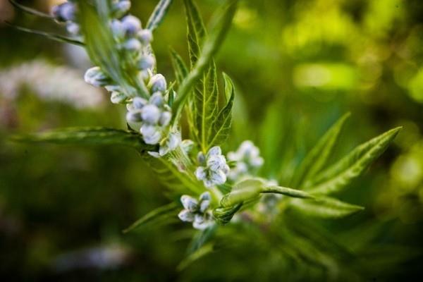 mugwort -kasvien parantavat ominaisuudet