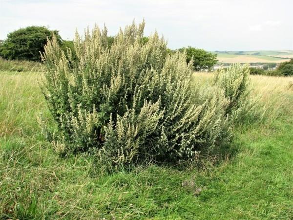 Mugwort - villi yrtti