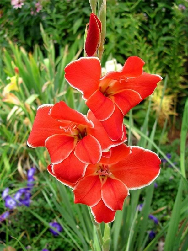 puutarhan suosittuja kukkia kasvatetaan gladioleja
