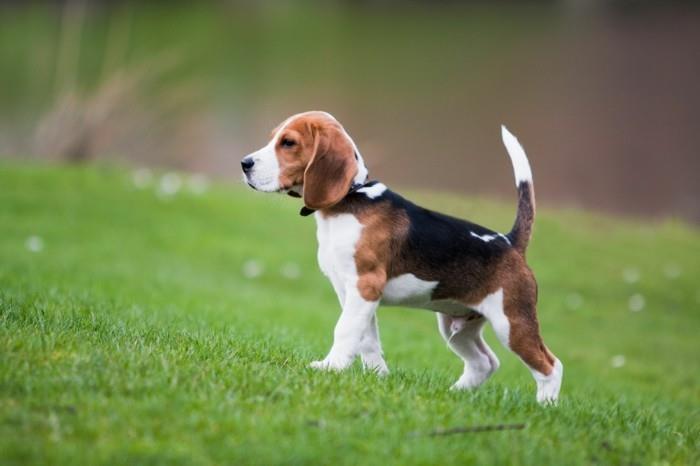 suosittuja koirarotuja beagle2