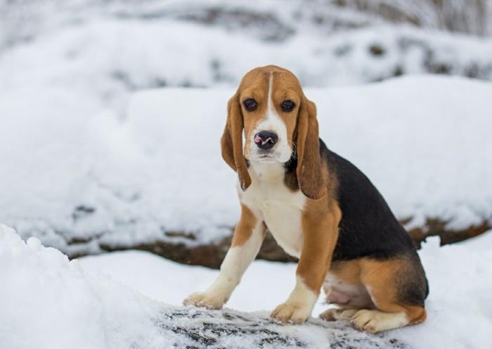 suosittuja koirarotuja beagle3