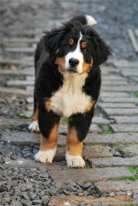 suosittuja koirarotuja bernese mountain dog 2