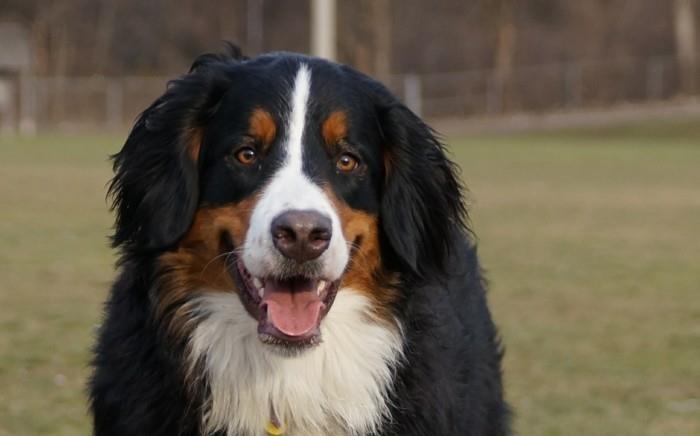 suosittu koirarotu bernese mountain dog