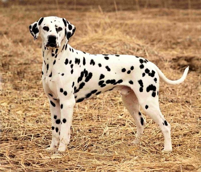 suosittuja koirarotuja dalmatialaisia