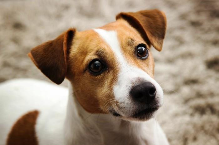 suosittuja koirarotuja jack russelinterrieri