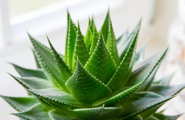 suosittuja huonekasveja aloe vera