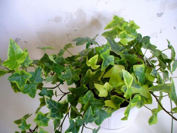 suosituimmat vihreät kasvit ruukkukasvit hedera helix ivy
