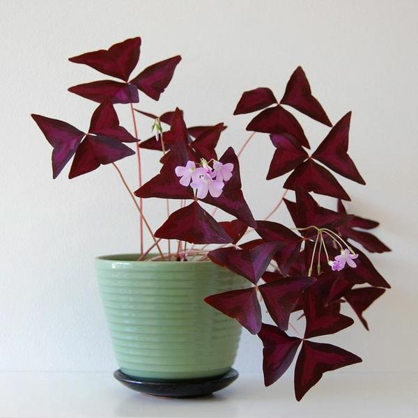 suosituimpia ruukkukasveja kukkiva oxalis tuberosa -heinä