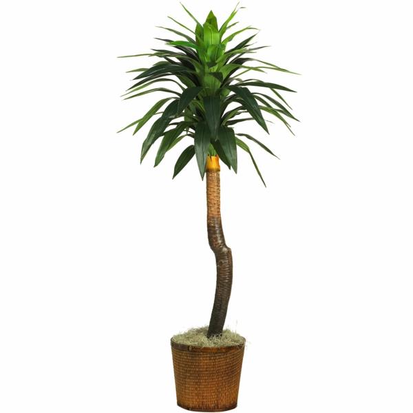 suosituimmat sisäkämlatyypit ruukkukasveja helppo hoitaa yucca palm palm lilja