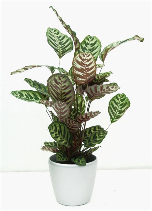 suosituimmat huonekasvit calathea zebrina kori marante