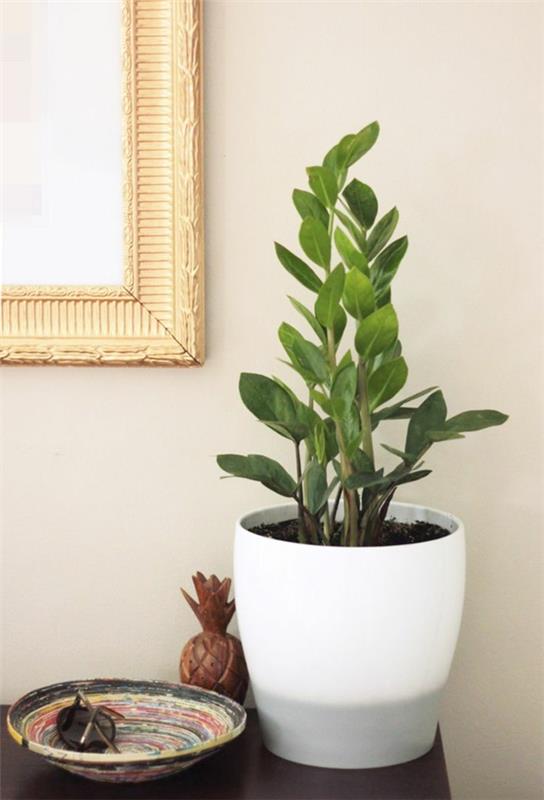suosituimmat huonekasvit zamioculcas zamiifolia