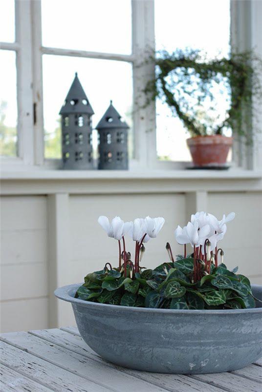 suosituimmat huonekasvit huonekasvit kukkiva syklaami valkoinen