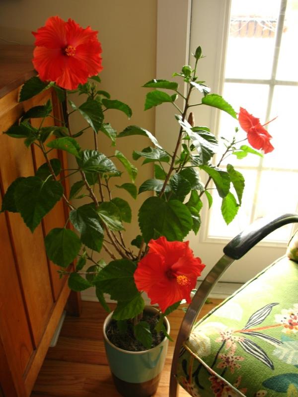 suosituimmat huonekasvit huonekasvit kukkivat hibiscus punainen
