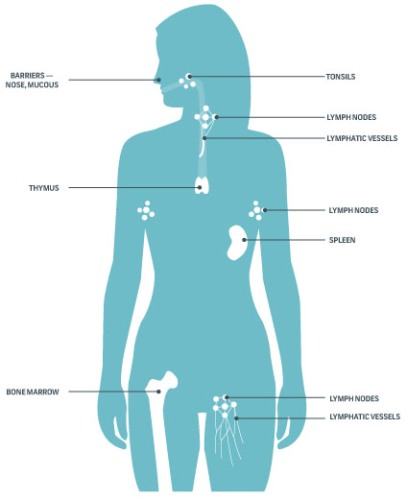 Forbedring af immunsystemet