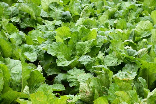 Japanske skønhedstip og hemmeligheder-Brassica