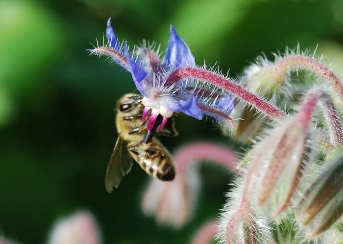 mehiläisystävälliset kasvit boretsch