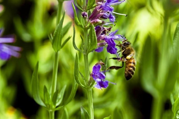 mehiläisystävälliset kasvit ruiskukka ja mehiläinen balsami isoppi