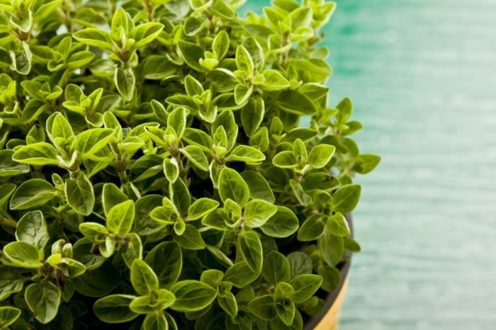 mehiläisystävälliset kasvit oregano