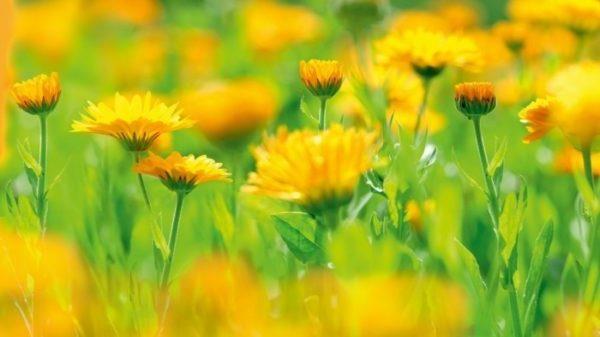 mehiläisystävälliset kasvit marigolds kehäkenttä
