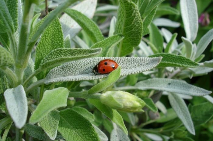 mehiläisystävälliset kasvit salvia leppäkerttu