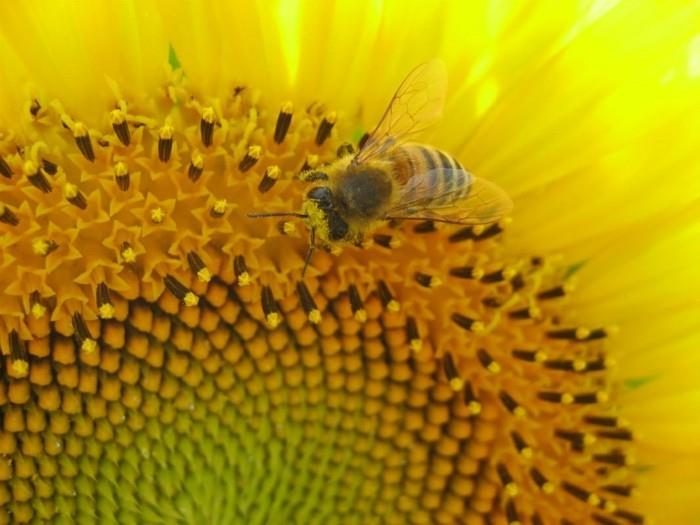 mehiläinen ystävällisiä kasveja auringonkukka mehiläinen