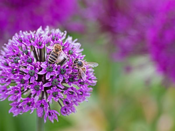 mehiläinen ystävällinen allium allium