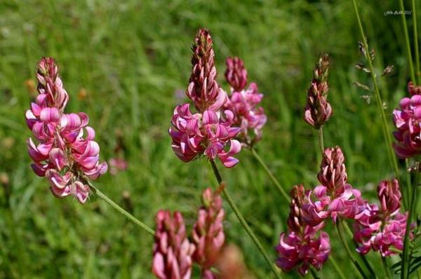 mehiläisystävälliset perennat Onobrychis viciifolia saat esparsette