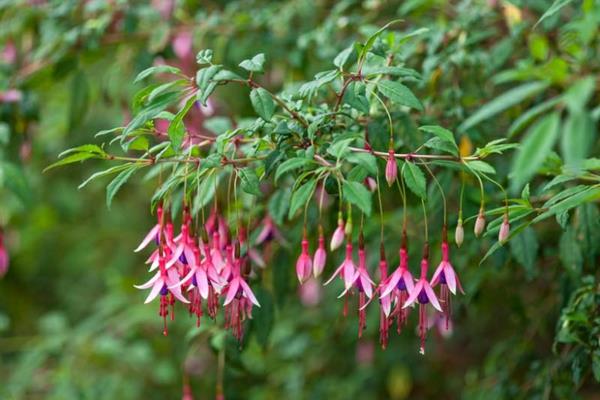 mehiläisystävälliset perennat fuksia