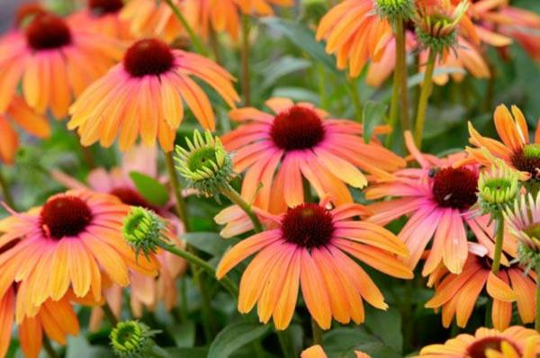 mehiläinen ystävällinen monivuotinen aurinkohatut echinacea