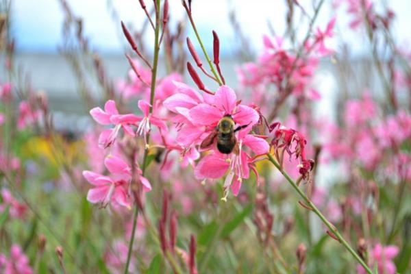 mehiläisystävälliset monivuotiset kasvit wandflower upea kynttilä