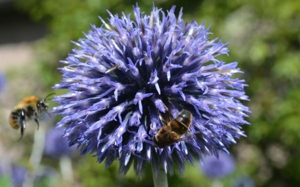 mehiläinen laidun Echinops bannaticus banater pallo ohdake