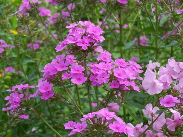 mehiläinen laidun Hesperis matronalis yhteinen yö vio