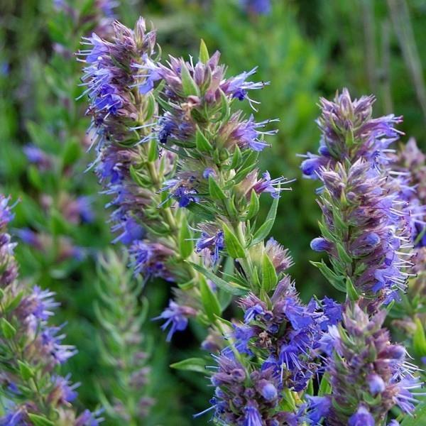 mehiläinen laidun Hyssopus officinalis Iisop