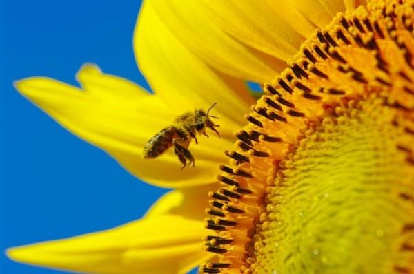 mehiläinen laidun mehiläinen kasvi auringonkukka luoda mehiläinen puutarha