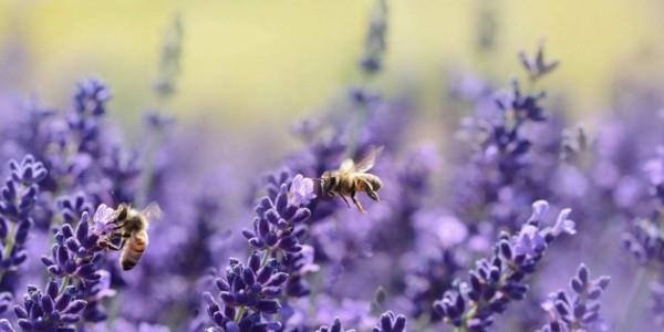 mehiläinen laidun laventeli
