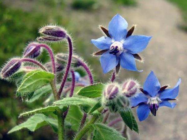 mehiläinen laidun borago officinalis purasruoho