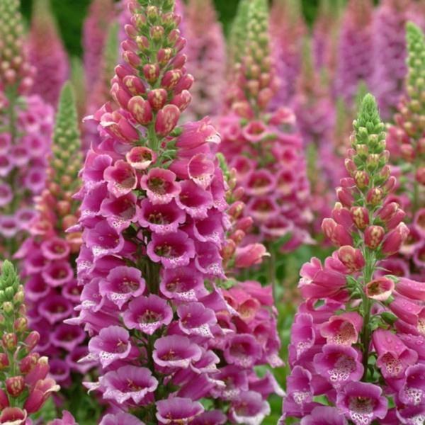 mehiläinen laidun punainen kettukäs Digitalis purpurea