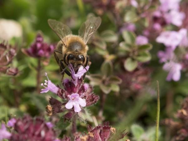 mehiläinen laidun lääkekasvit mehiläinen kasvi timjami