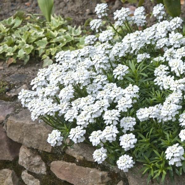 mehiläinen laidun ikivihreä candytuft Iberis sempervirens