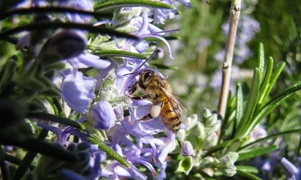 mehiläinen laidun rosmariini mauste mehiläispesä kasvi