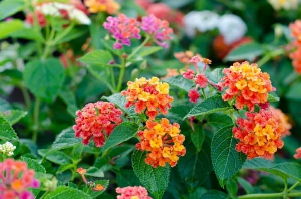 mehiläinen laidun lantana camara