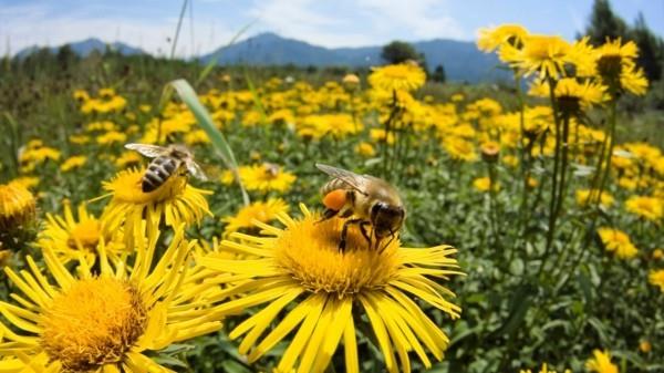 mehiläinen laidun luonnonvaraisten kasvien täyttämättömät kukat