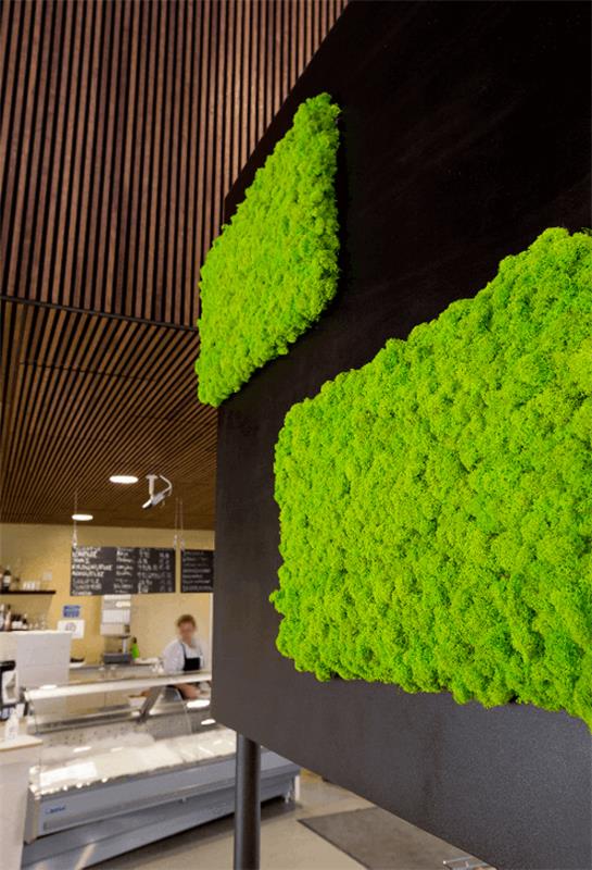 biophilia trendi sammal seinä