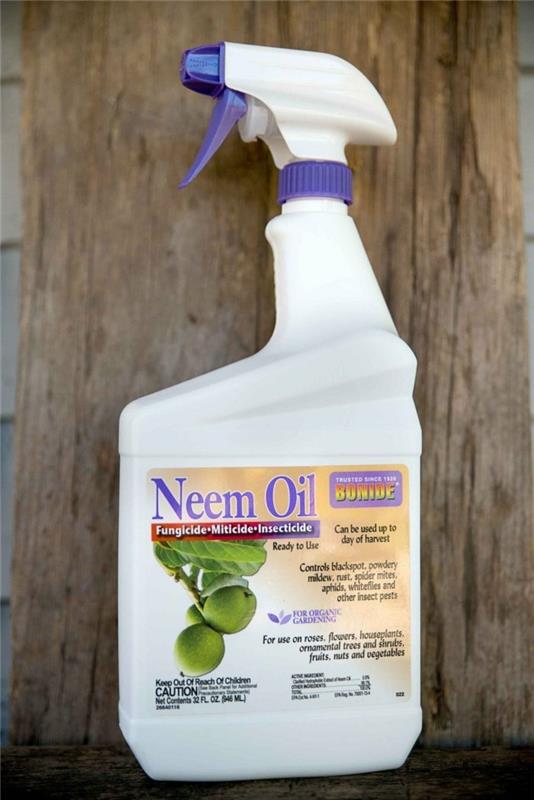 Taistele luonnollisesti kirvoja appelsiininkukkaöljyn neem -öljyn kanssa
