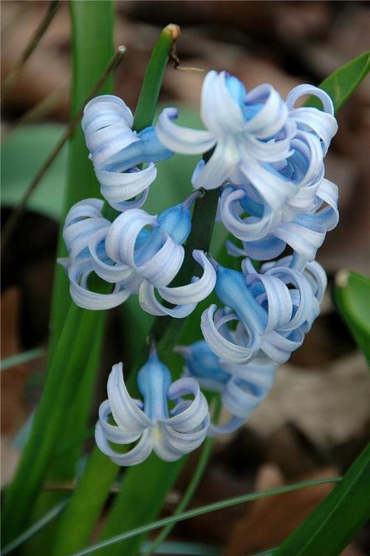 sininen puutarha hyasintteja Hyacinthus orientalis kauniita kevään kukkia kuvia