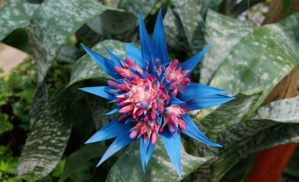 sininen aechmea fasciata